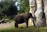 Large Elephant at Animal Kingdom